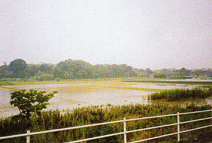 旭南地区の冠水状況の写真