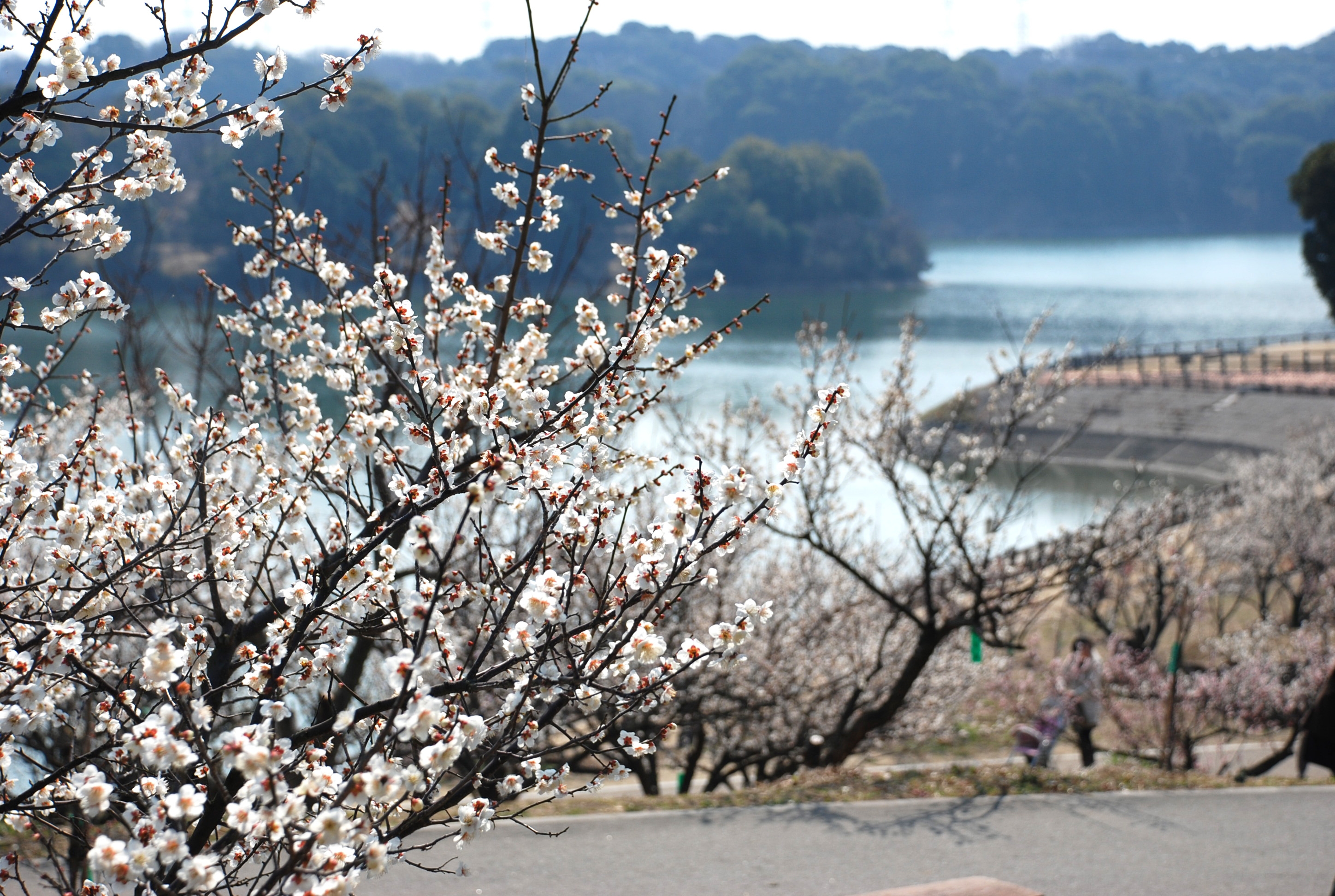 佐布里池と梅林