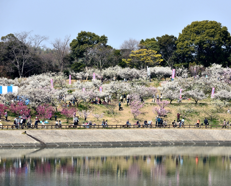 梅まつりの様子
