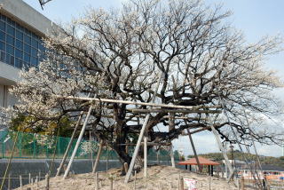 大梅公園の大梅