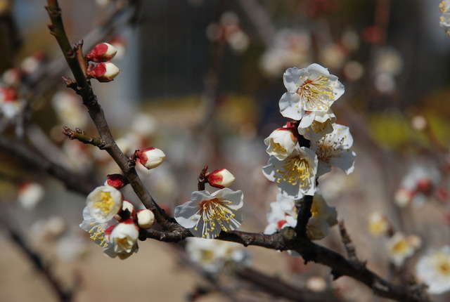 梅の花