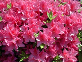 ツツジの花の写真