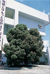 ヤマモモの木の写真