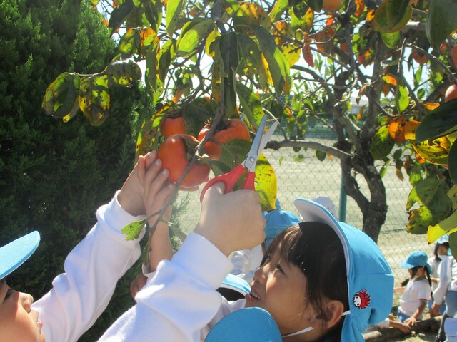 柿の収穫をしているところ