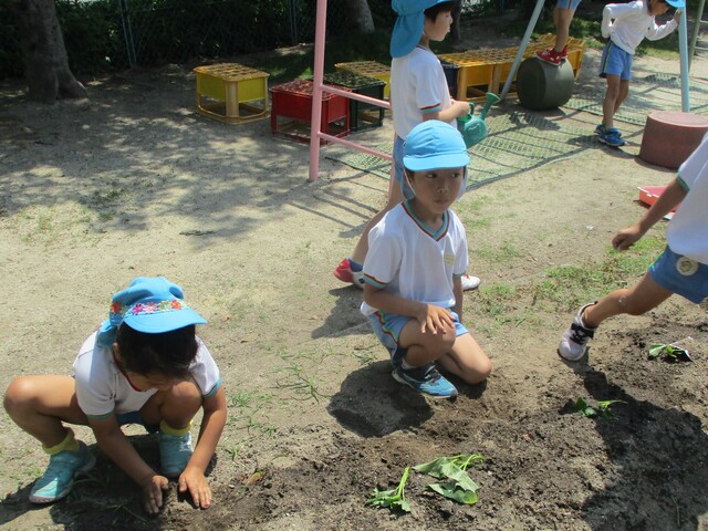 夏野菜を植えているところ
