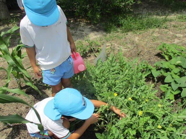夏野菜に水やりをしているところ