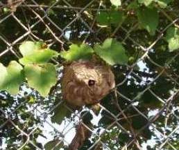 スズメバチ巣１