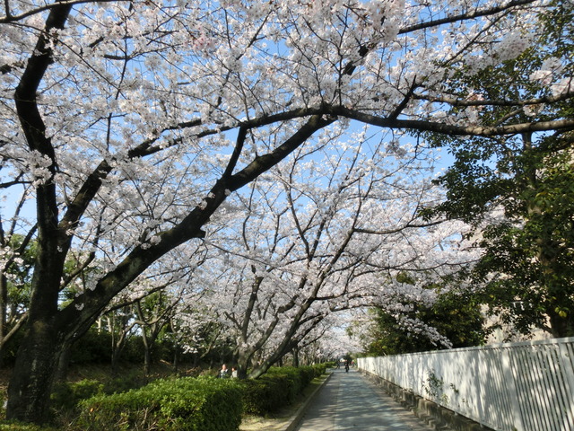 満開の桜１