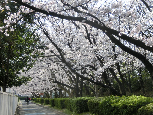 満開の桜２