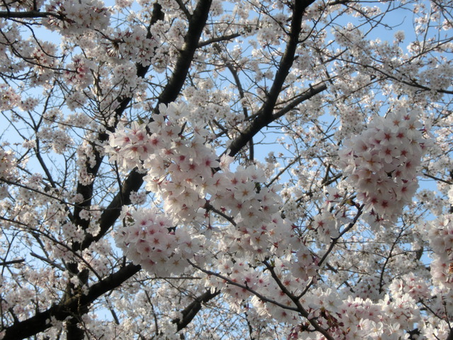 満開の桜３