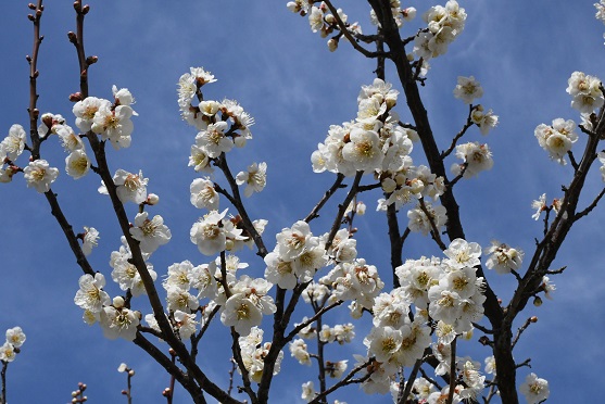 梅の花