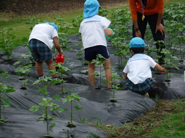 明愛幼稚園水やり