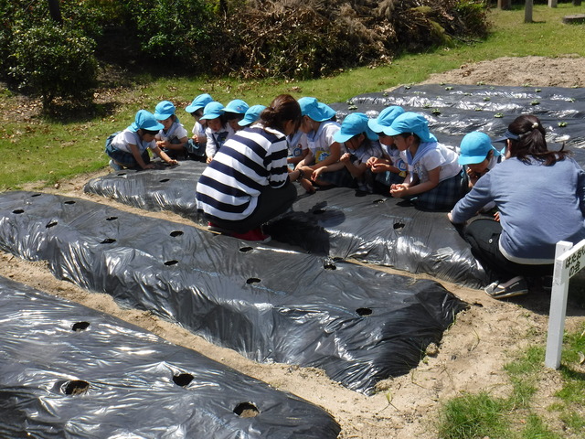 明愛幼稚園種まき