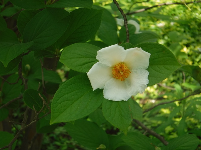 夏ツバキの花