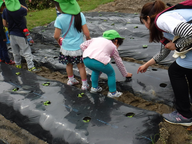 寺本保育園種まき