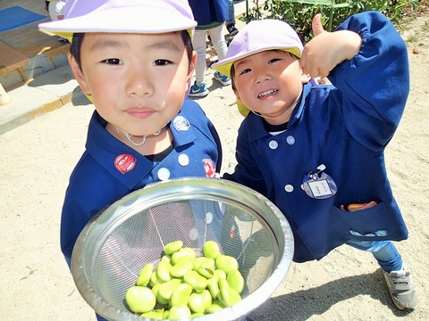 年中組空豆の収穫