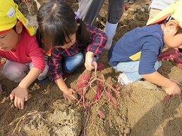 芋掘り　芋さん出ておいでー