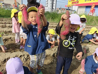 芋掘り　大きい芋がとれたよ