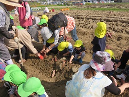 芋掘り　うんとこしょ　どっこいしょ