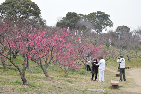 開幕日の佐布里池梅林の様子 