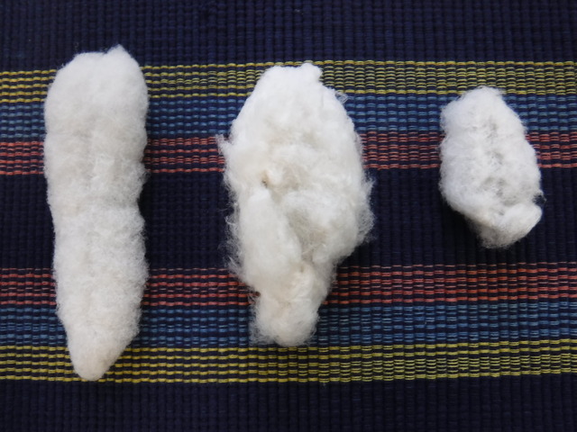 綿の大きさの比較