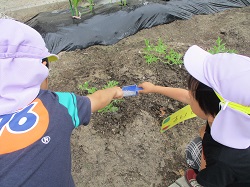 野菜の水やりの様子２