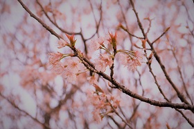 桜まつり１