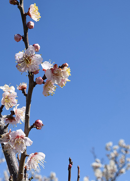 佐布里梅の花