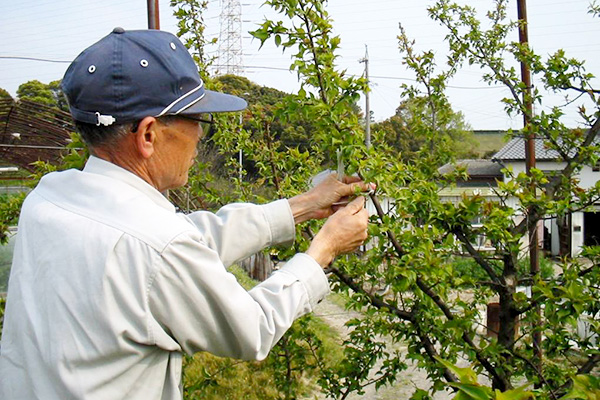 梅の木を手入れする新海さん