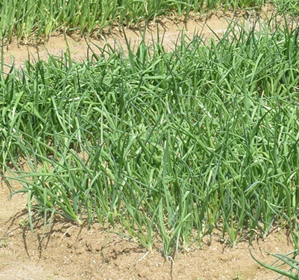 密集して植えられるペコロス