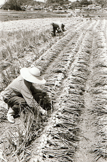 昭和56年撮影の収穫の様子