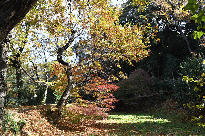 整備された里山