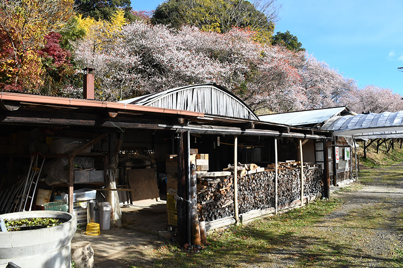 活動拠点となっている小屋