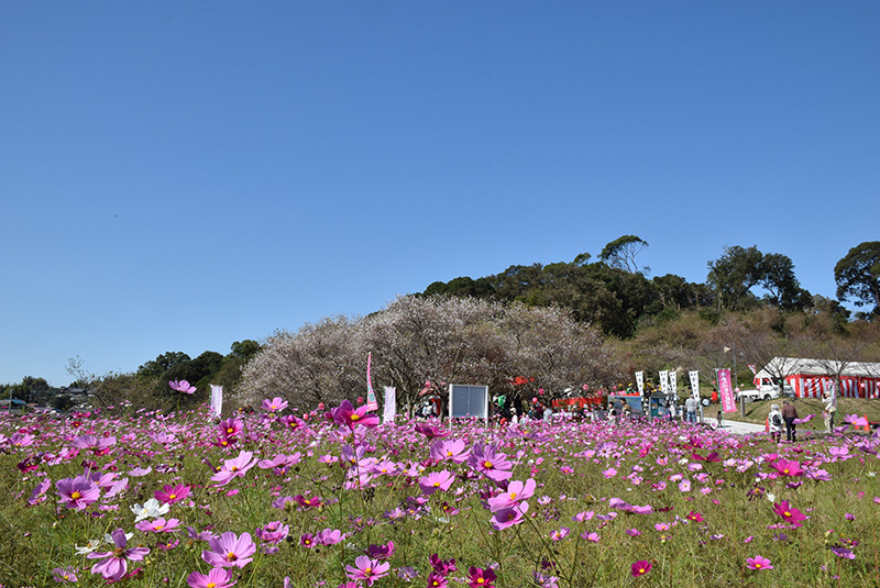 四季ざくら祭り