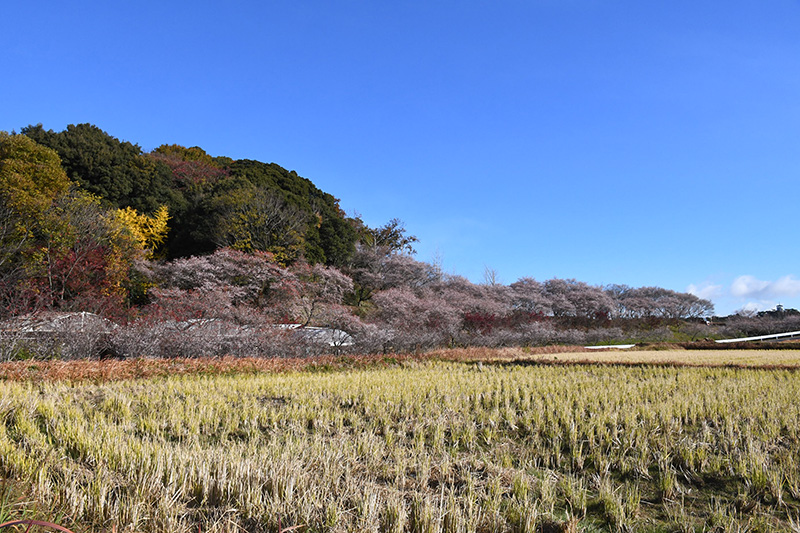大興寺の里山