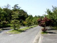 墓園内道路