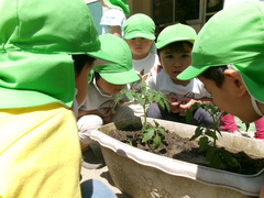 夏野菜２