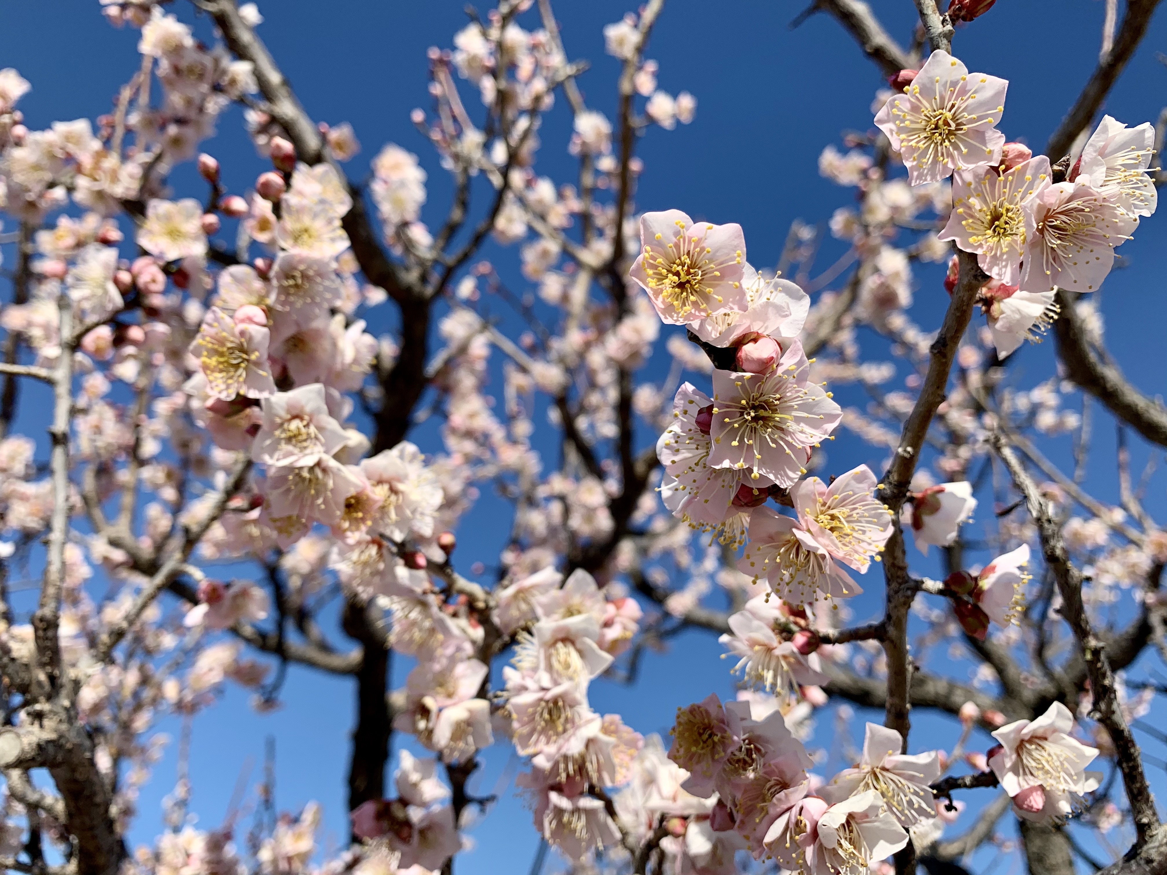 佐布里梅の花