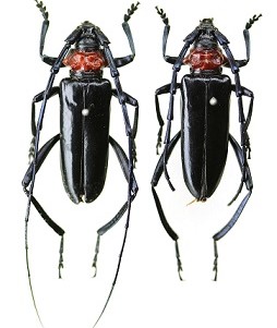 クビアカツヤカミキリの成虫