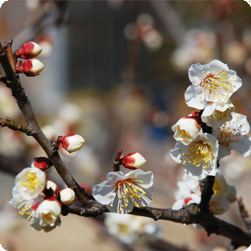 市の花「梅」