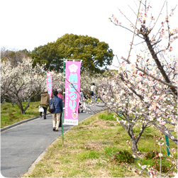 佐布里池梅林